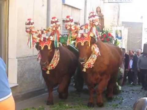 de ossen sant antioco feest van sant antioco sardinie